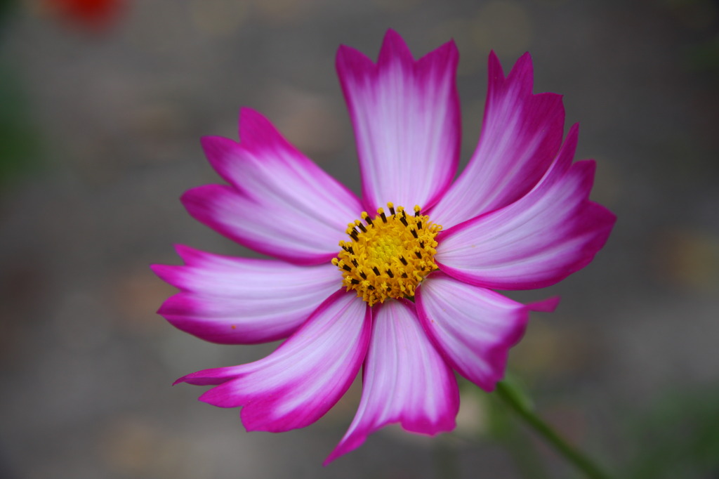 秋の花