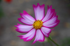 秋の花