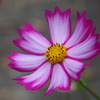 秋の花