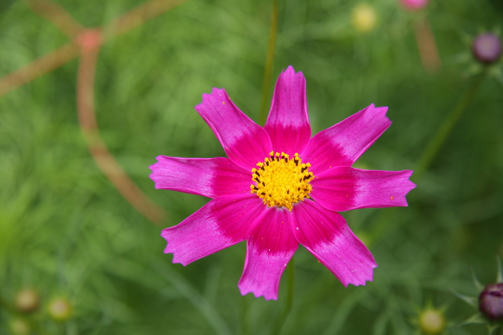 秋の花