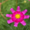 秋の花