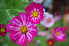 秋の花