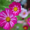 秋の花