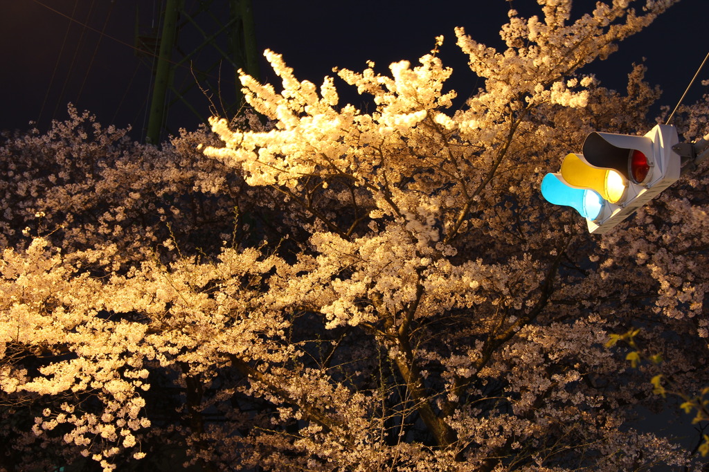 夜の撮影は難しい・・・
