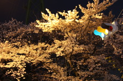 夜の撮影は難しい・・・