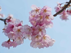 彼岸桜