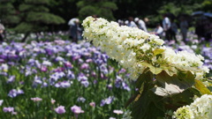 横須賀しょうぶ園
