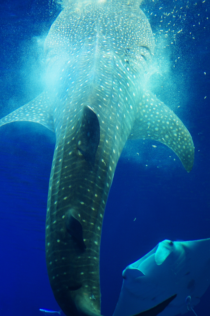 ジンベイ食事中