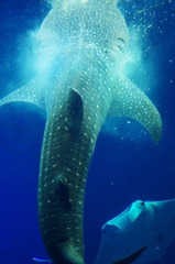 ジンベイ食事中