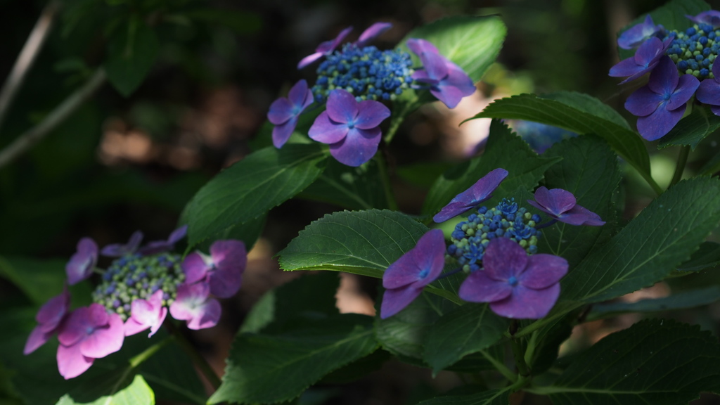 横須賀しょうぶ園