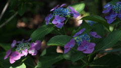 横須賀しょうぶ園