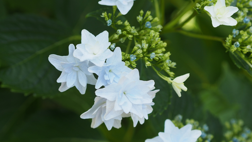 横須賀しょうぶ園