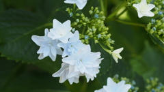 横須賀しょうぶ園