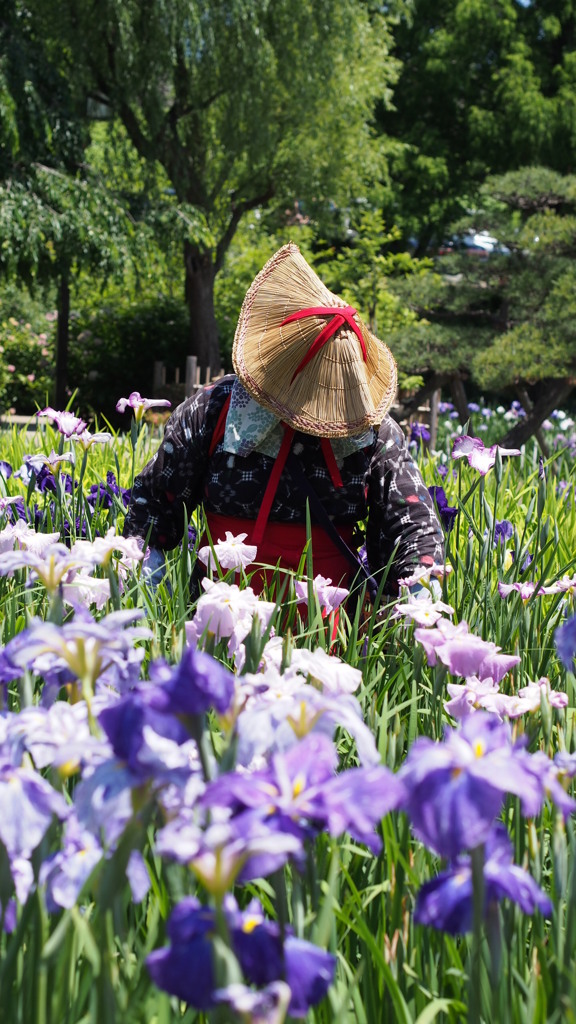 横須賀しょうぶ園