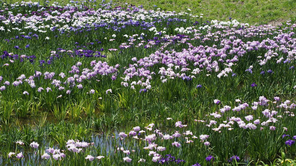 横須賀しょうぶ園