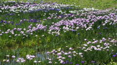 横須賀しょうぶ園