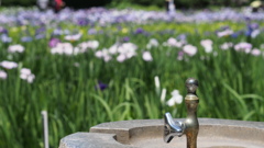 横須賀しょうぶ園