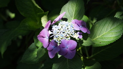 横須賀しょうぶ園