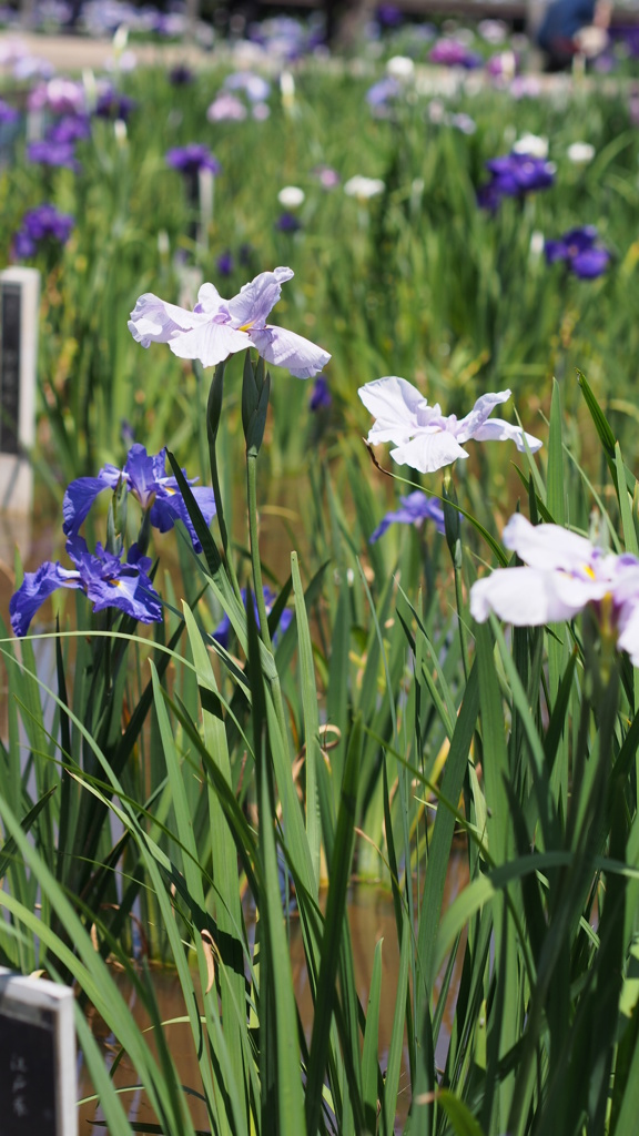 横須賀しょうぶ園