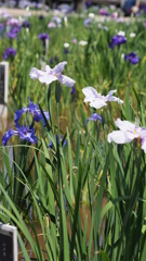 横須賀しょうぶ園