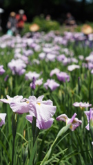 横須賀しょうぶ園