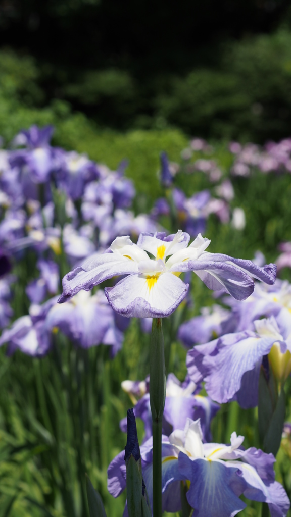 横須賀しょうぶ園