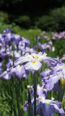 横須賀しょうぶ園