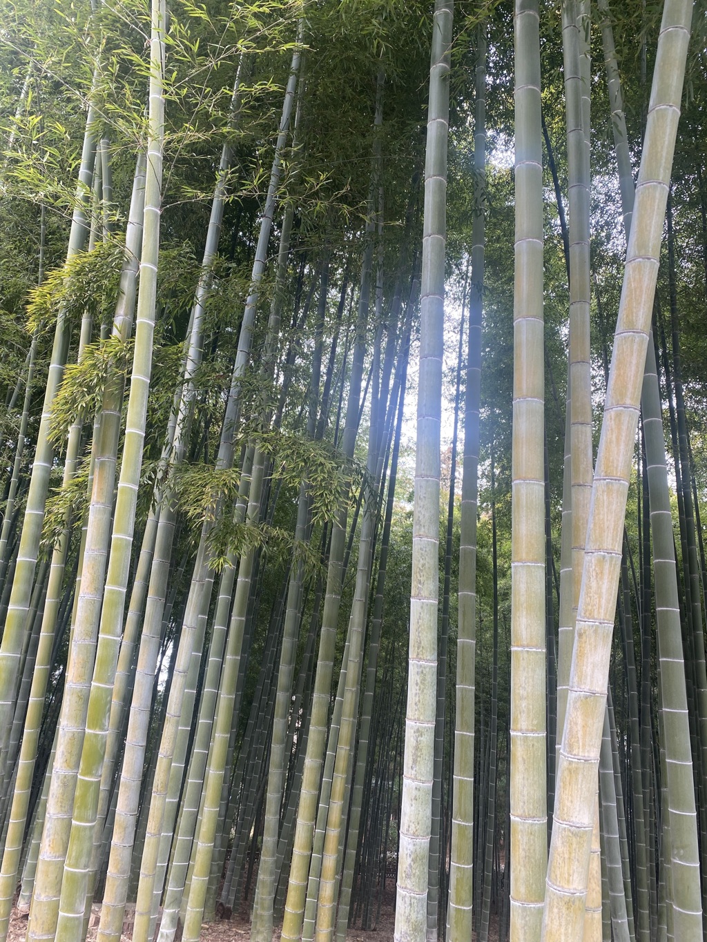 竹林