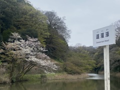 皇居の桜