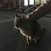 上総牛久駅のネコ
