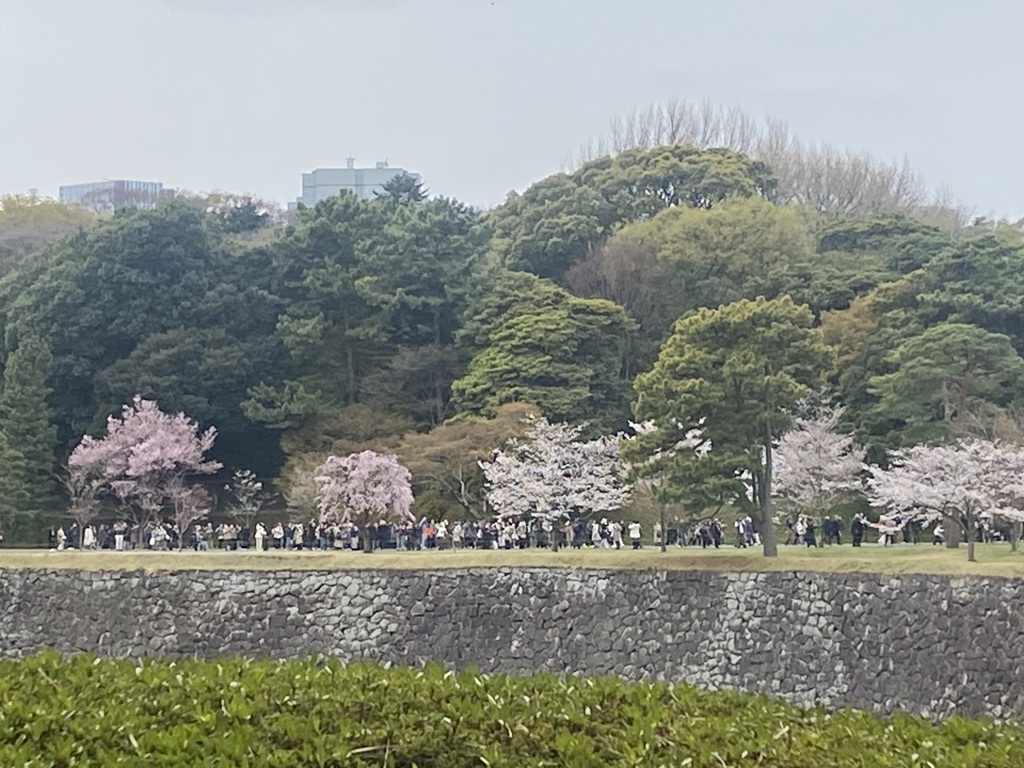皇居の桜2