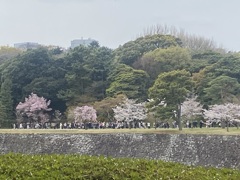 皇居の桜2