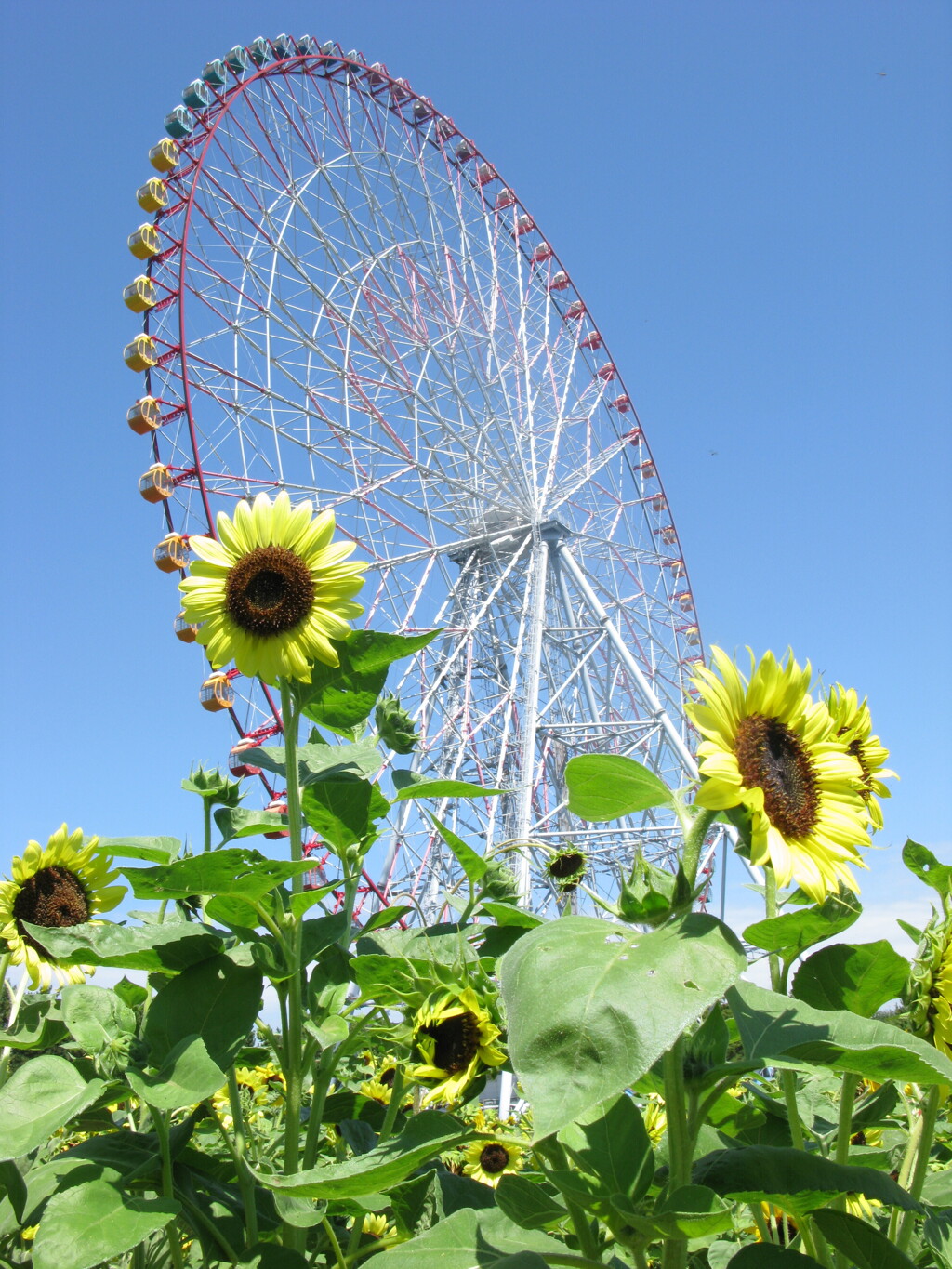 葛西臨海公園　ひまわり