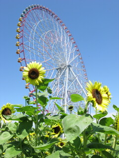 葛西臨海公園　ひまわり