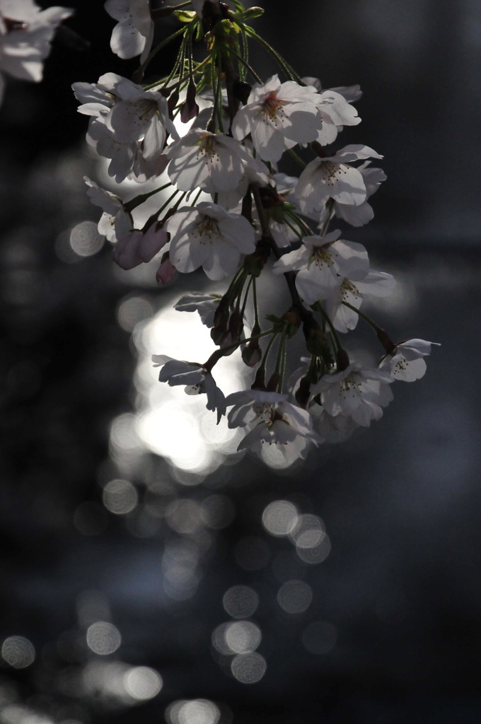 目黒川の桜