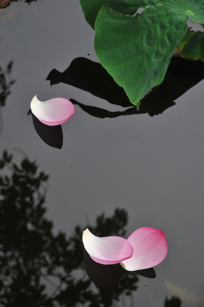 散りゆく花びら