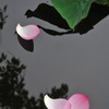 散りゆく花びら