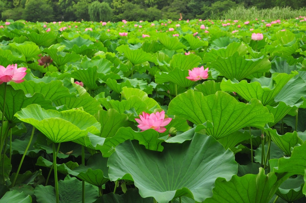 蓮の池