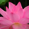 小汗