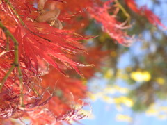 近所の公園
