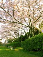 ベンチ