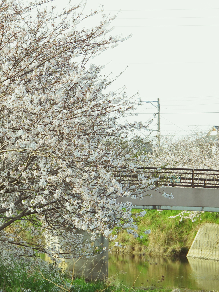 橋
