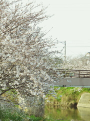 橋