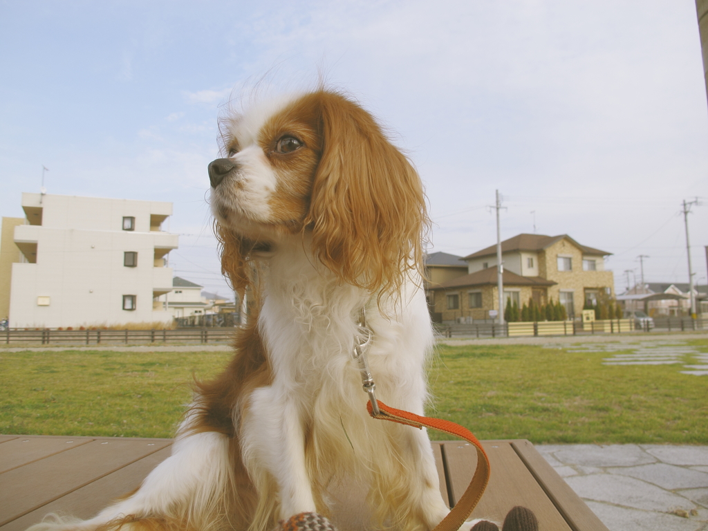 dog