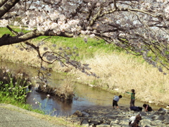 春に守られて