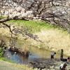 春に守られて