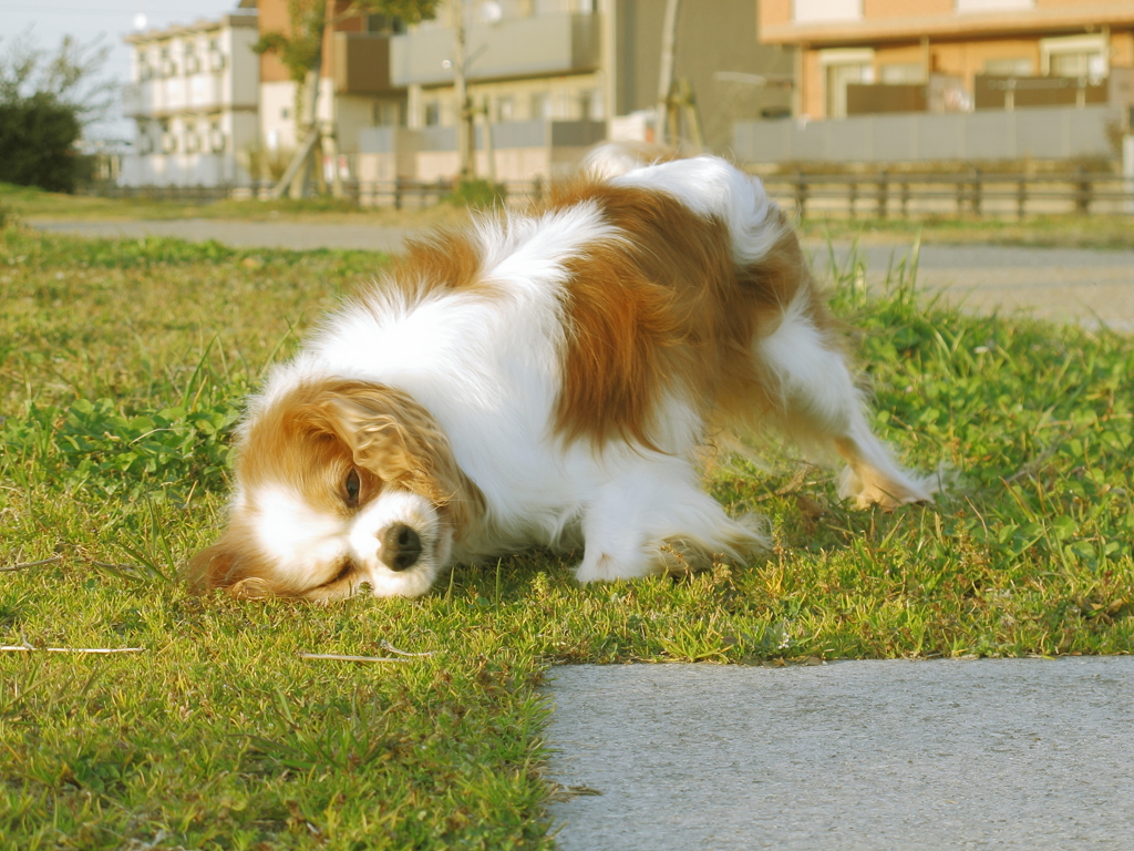 dog