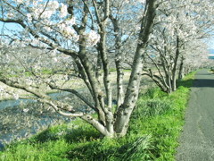 桜な幹