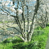 桜な幹