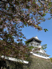 sakura